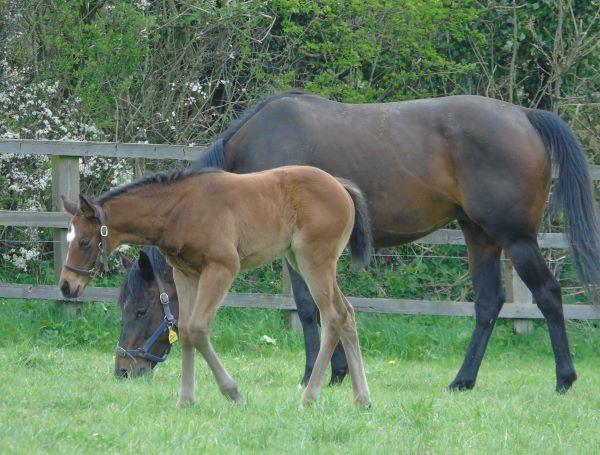 2023 filly by Ulysses